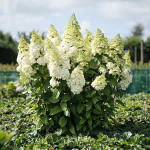 Obraz Hydrangea